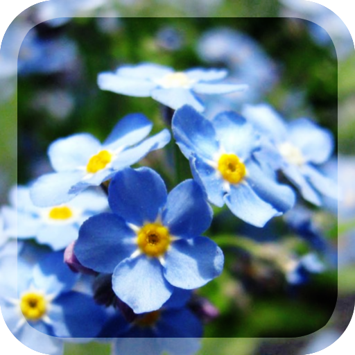 Beautiful Flowers LWP LOGO-APP點子