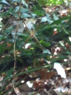 Mangrove St. Andrews Cross Spider