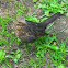 Common Blackbird 