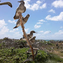 Red Footed Boobies