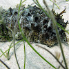 Donkey Dung Sea Cucumber