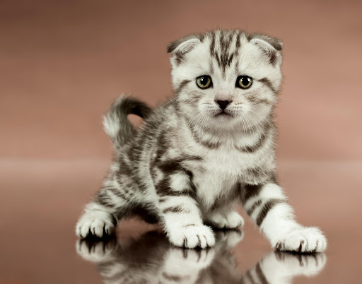 Kitten Puppies live wallpaper