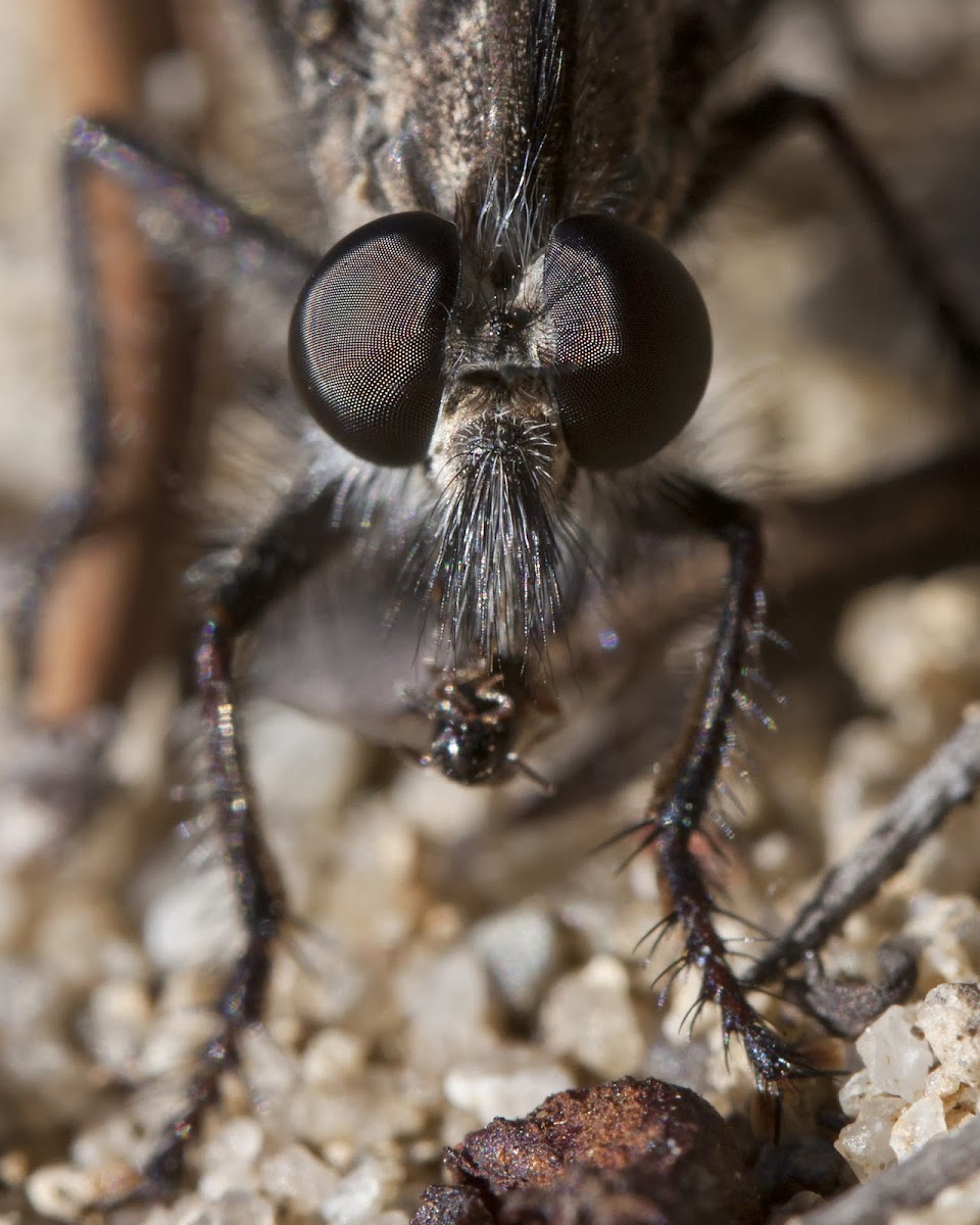 robber fly