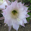 Echinopsis cactus