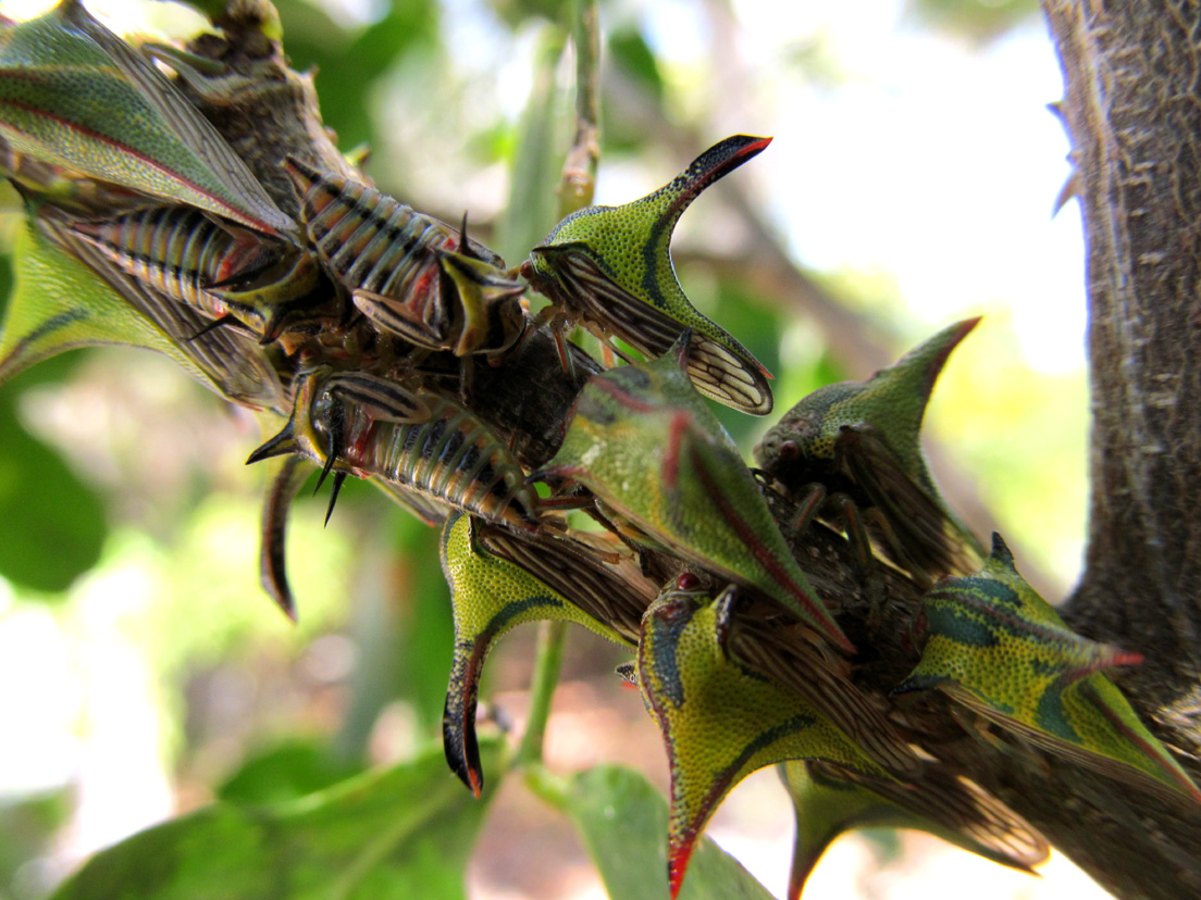Thorn Treehopper nymphs