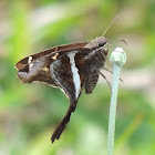 White-striped Longtail skipper