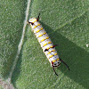 Plain Tiger Caterpillar