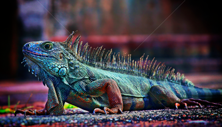 Iguana at Old San Juan Fort, Puerto Rico | Reptiles | Animals | Pixoto