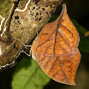 Blue Oak leaf