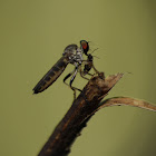 Small Robber Fly