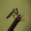 Small Robber Fly
