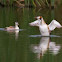 Great crested grebe