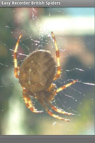 Android application Easy Recorder British Spiders screenshort