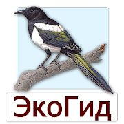 Identify picture puzzle