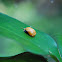 Lady bug (pupa)