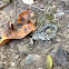 Eastern Ratsnake