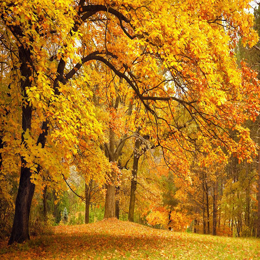 Autumn Tree Live Wallpapers