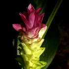 Cape York Lily