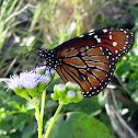 Soldier Butterfly - male