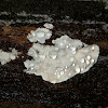 Dichostereum fungus