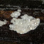 Dichostereum fungus