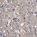 Piping plover eggs
