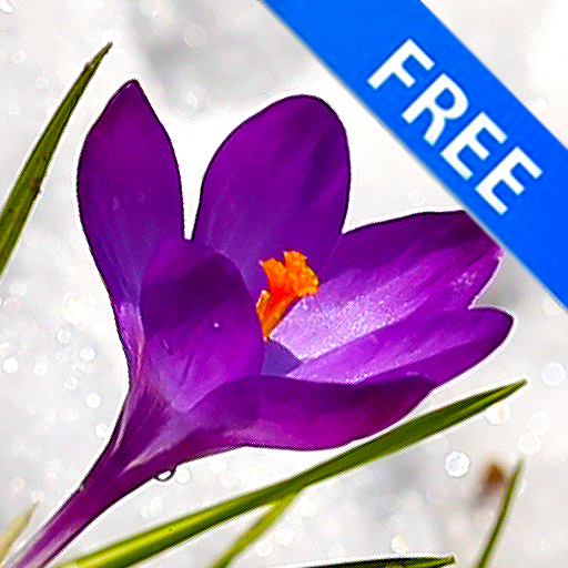 3D Crocus Flowers on Snow Free LOGO-APP點子