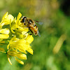 Himalayan Honey Bee