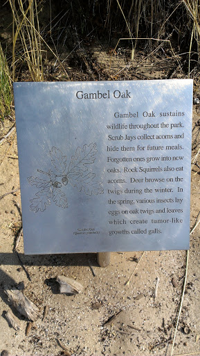 Gamble Oak