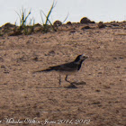 White Wagtail; Lavandera Blanca