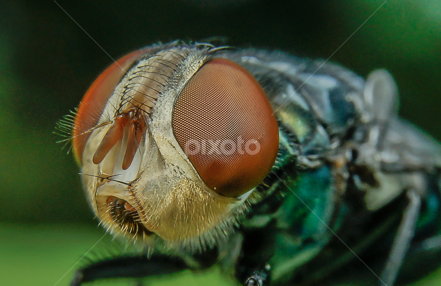 F L Y by Muhd Shahjeehan - Animals Insects & Spiders