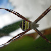 [GS] Multi-coloured St. Andrew's Cross Spider