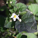 Solanum sp.