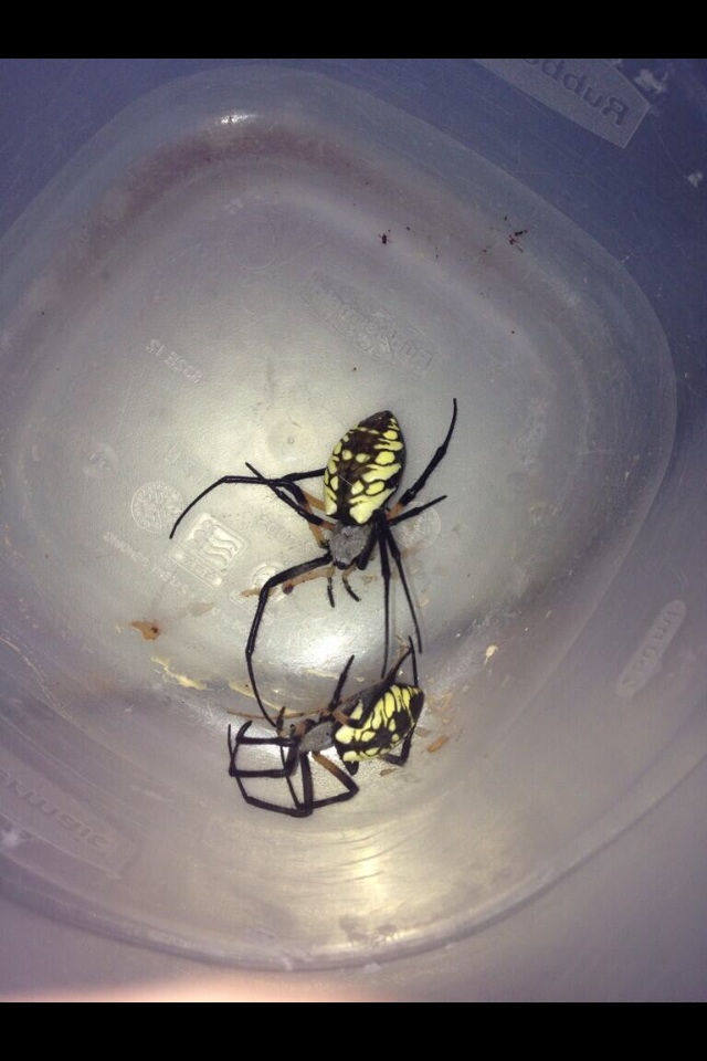 Black and Yellow Garden Spiders