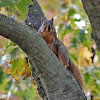 Fox Squirrel