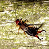 European Earwig