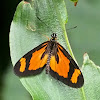 Orange-streak Acraea