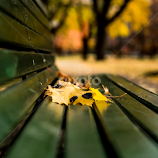 Benched leaves by Pierre Tessier -  