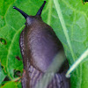 Spanish slug, Babosa española