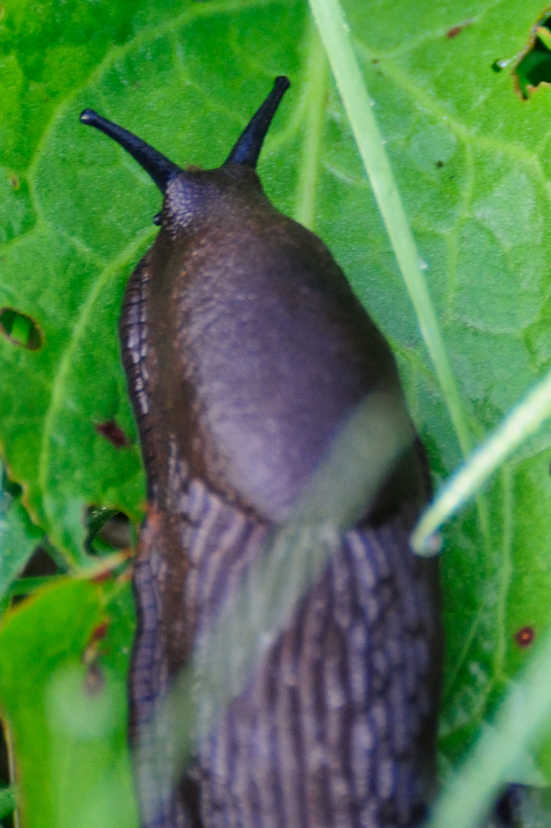 Spanish slug, Babosa española