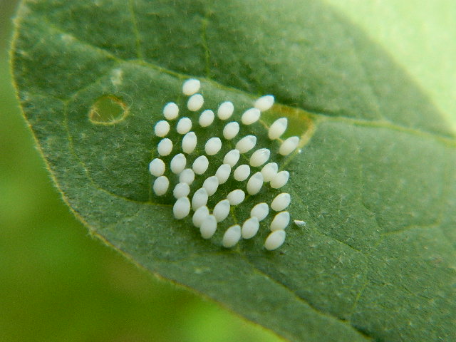 leaf beetle eggs