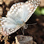 Tropical Checkered Skipper Butterfly