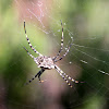 Spider (Aranha)