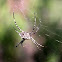 Spider (Aranha)