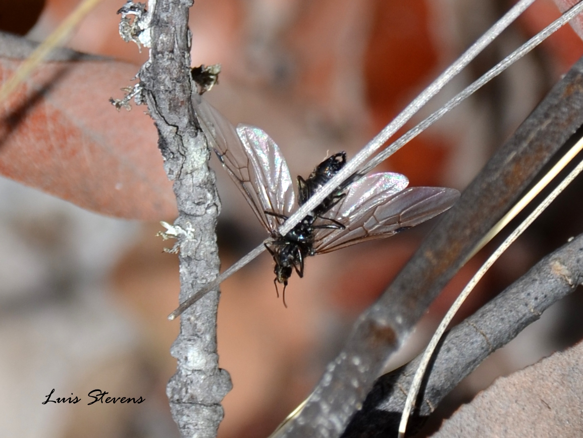 Winged ant