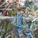 Southern Leopard frog
