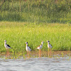 tero real - white-backed stilt