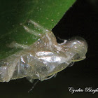 Froghopper Exuviae