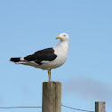 Southern Black-backed Gull (Karoro)