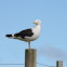 Southern Black-backed Gull (Karoro)
